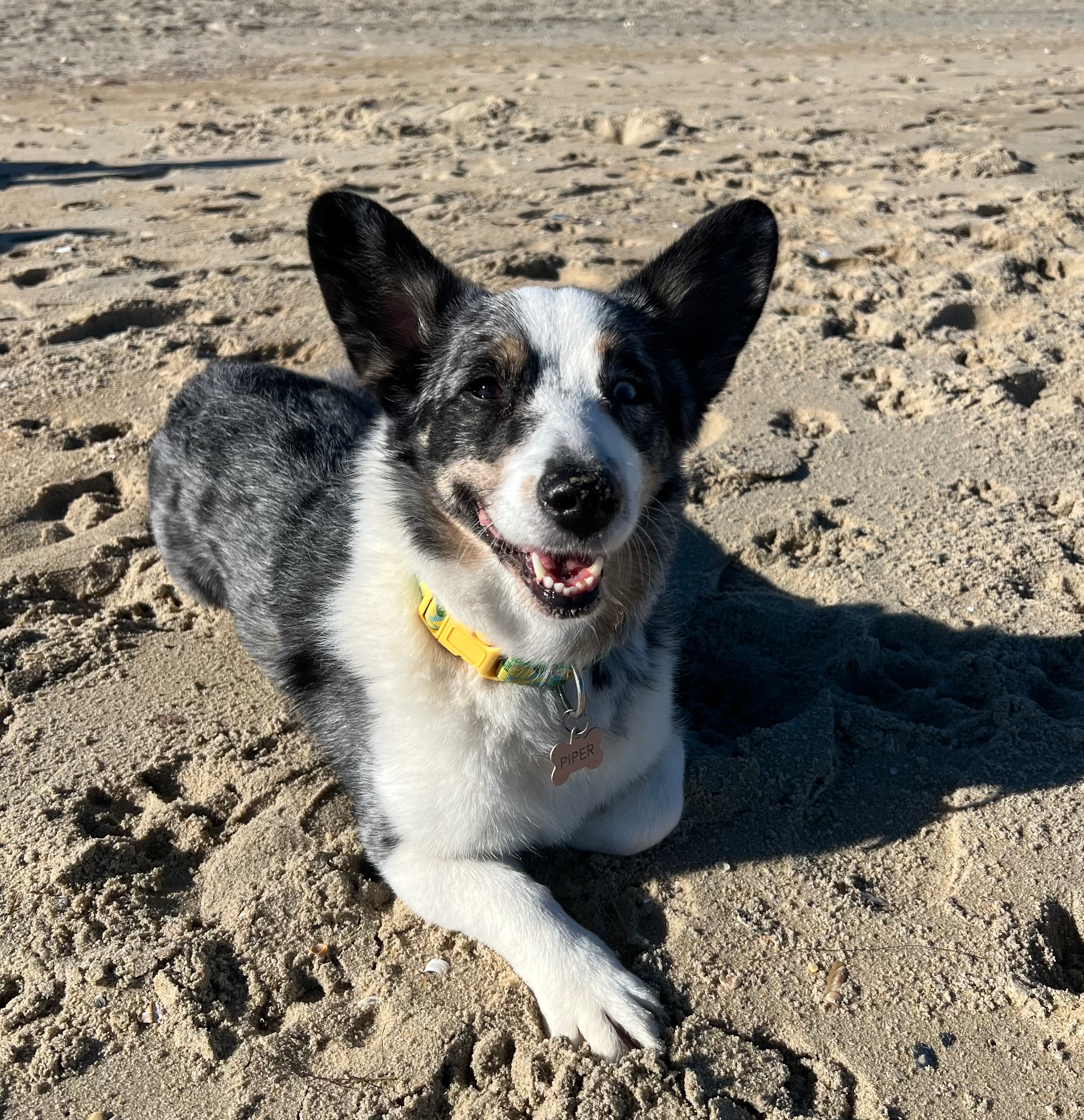 Piper the Cardigan Corgi